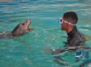 Niko Khale playing with a Sea Lion