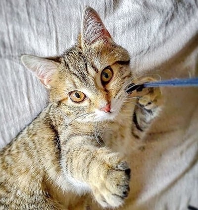 Danielle Muscato has a pet cat