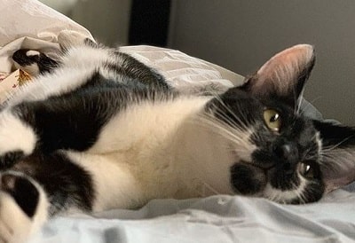 Mika Abdalla's pet cat