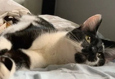 Mika Abdalla's pet cat