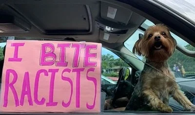 Mika Abdalla's pet dog