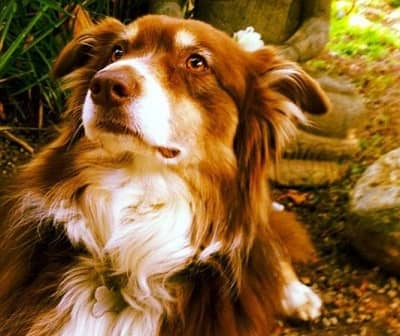 Tom Shell's pet dog