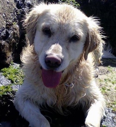 Daniela Ospina's pet dog