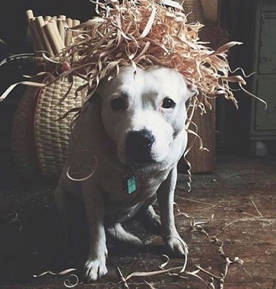 EJ Osborne's pet dog