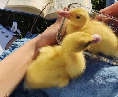 Sophia Bertolami adores her pet ducks, Pete and Poppy.