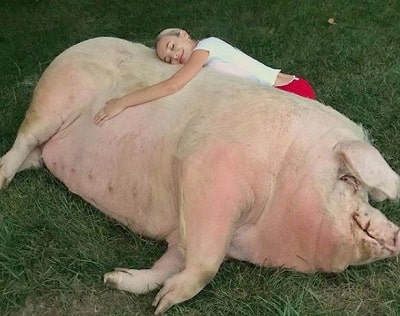 Sophia Bertolami loves to spend time with pet pig, Stella.
