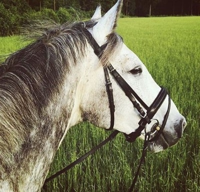 Sophia Bertolami's pet horse Layla