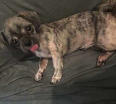 Angillyn Serrano Gorens has a pet dog