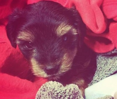 Sneha Britto has a pet dog named oscar