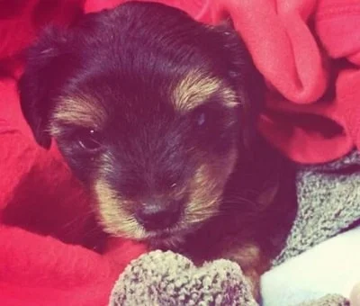 Sneha Britto has a pet dog named oscar