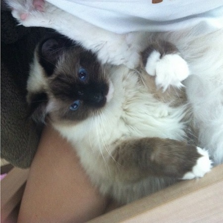 Megan Bowen has a pet Koala