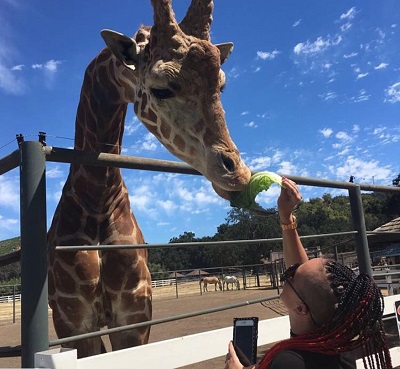 Jenna King giving food to Giraffe