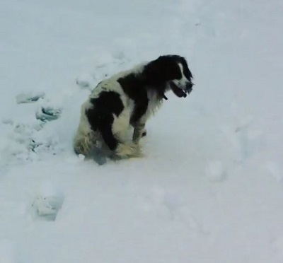 Chris Fulton's pet dog