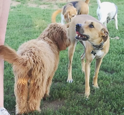 Paul DiGiovanni's pet
