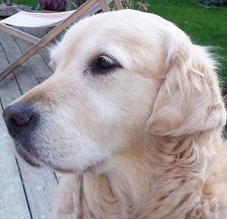Albert Dyrlund pet dog Bella died in 2017