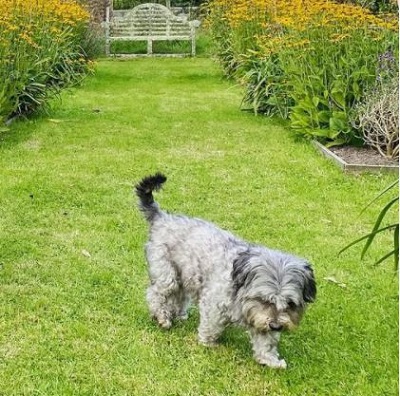 Lyndell Mansfield pet dog